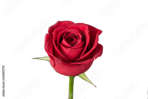 Rose Isolated On White Background