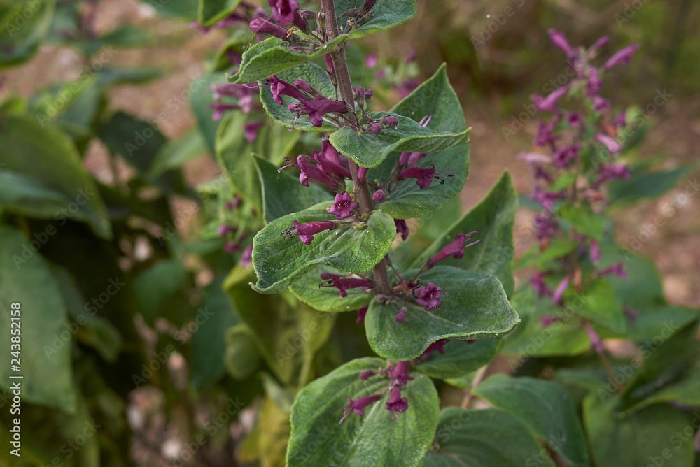 Obraz premium Lepechinia hastata