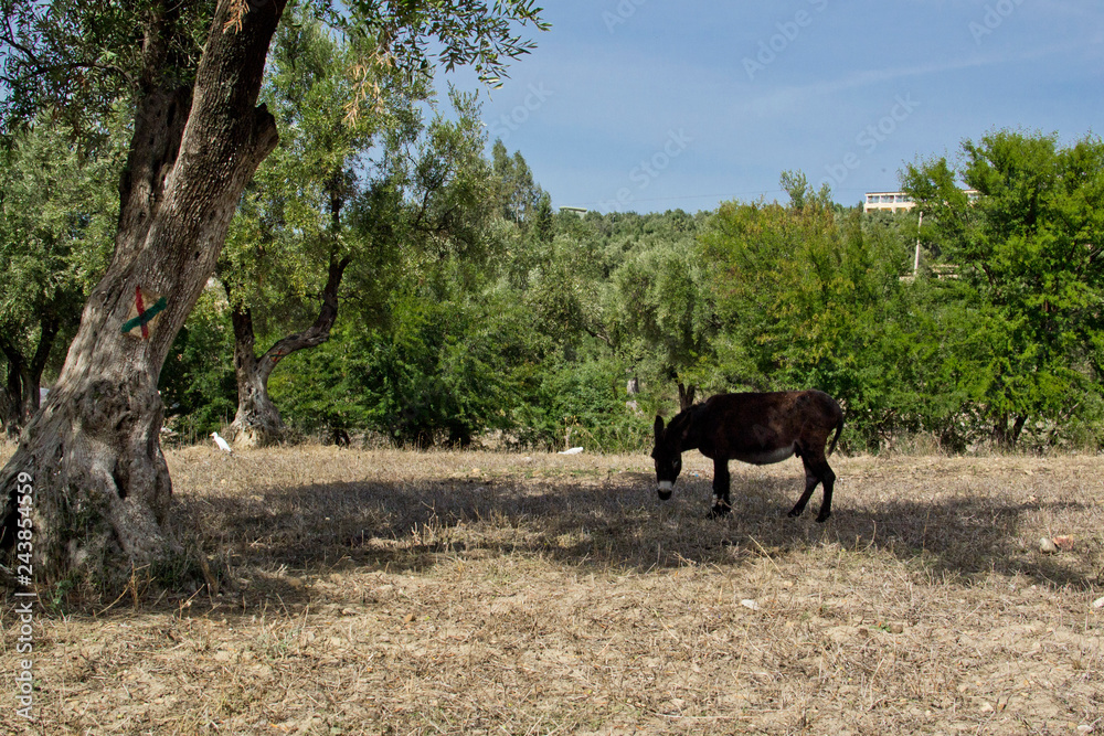 Donkey grazes and eats Donkey grazes and eats