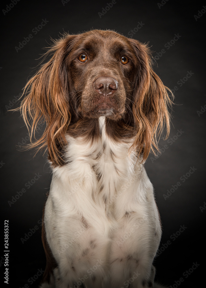 Perfect Original Photos about  Kleiner Munsterlander Zuchter Fur Nichtjager  as Your HD Pictures