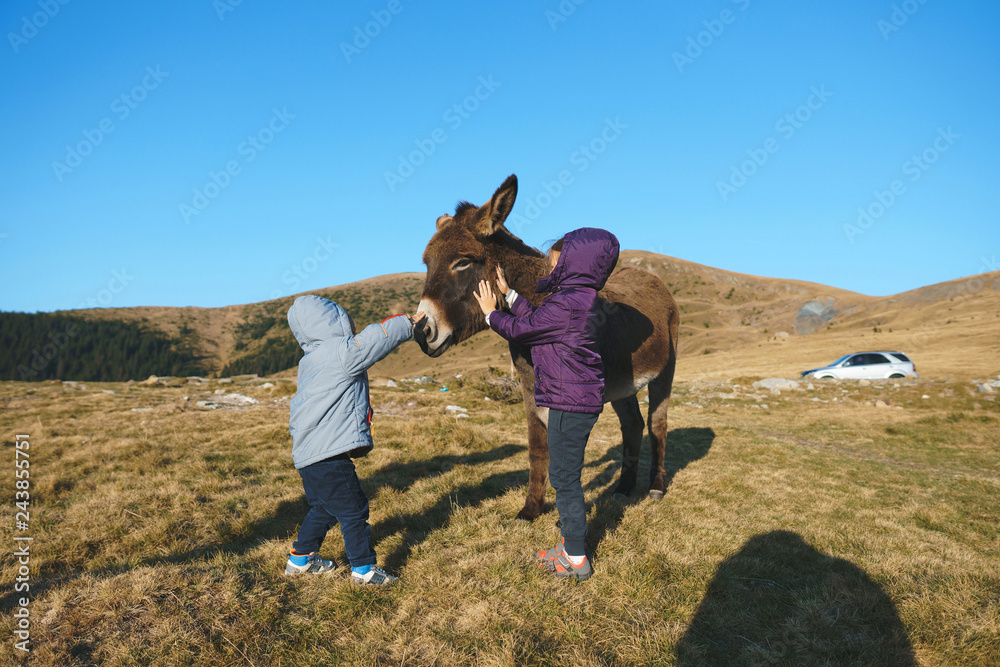 boy and girl touching donkey