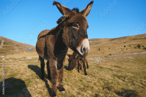 donkey on grass