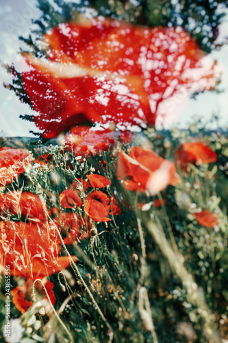 Fototapeta Naklejka Na Ścianę i Meble -  Red Poppy Flowers