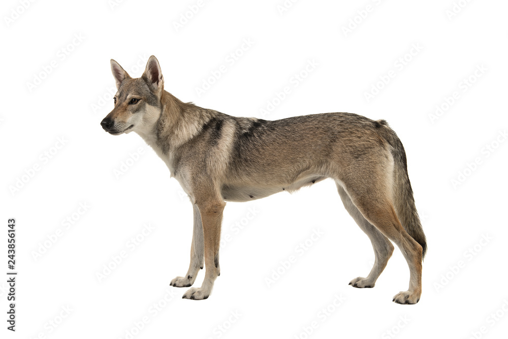 Tamaskan hybrid dog seen from the side isolated on a white background