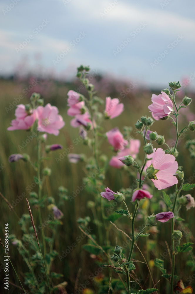 Obraz premium Russian flower