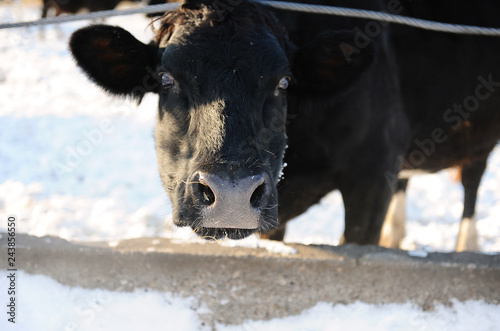 Cows on a Russian farm in winter