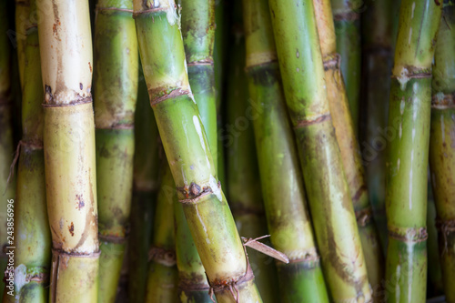 Detailed close-up of fresh green sugarcane stalks waiting to be pressed stacked in natural tropical light