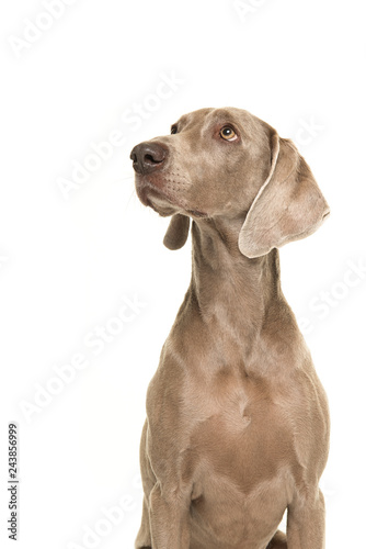 Portrait of a weimaraner dog seen from the side looking up isolated on a white background