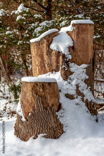 Unique Tree Stump