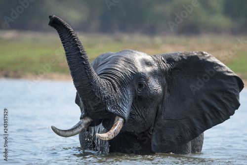 Canvas Print Elefant im Wasser