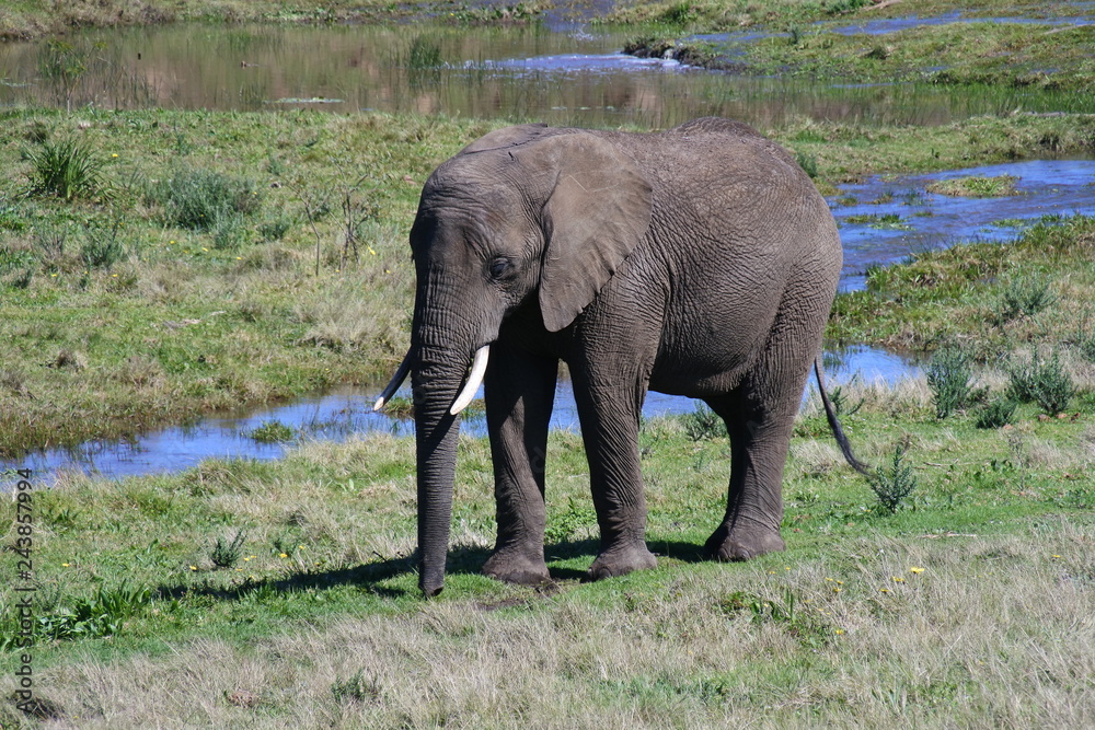 Fototapeta premium Elefant in einer Flusslandschaft in Südafrika