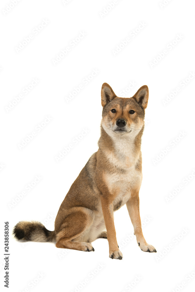 Sitting Shikoku dog looking at the camera isolated on a white background