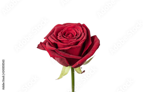 Rose Isolated On White Background