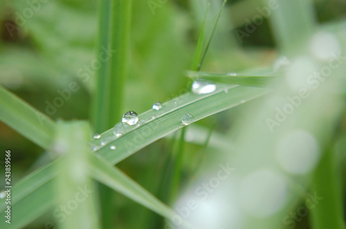drops and grass