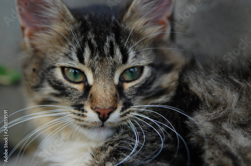 Green-eyed cat