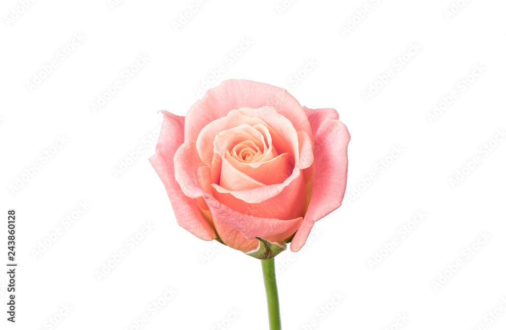 Bud of a white rose. isolated Bud of a white rose. isolated