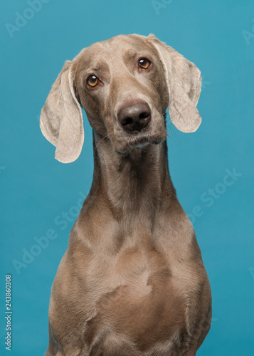 Fototapeta Naklejka Na Ścianę i Meble -  Portrait of a proud weimaraner dog on a blue background