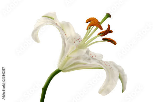 White lily flower ion white background.