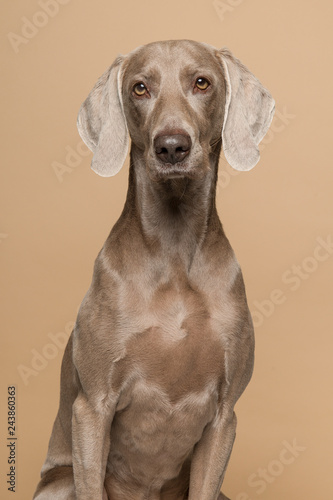 Fototapeta Naklejka Na Ścianę i Meble -  Portrait of a proud weimaraner dog on a sand colored background