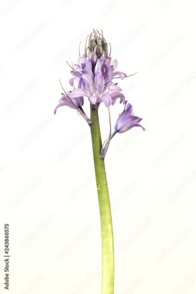 Obraz premium Delicate lilac flower on white background. 