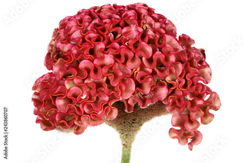 Red cockscomb flower on white background.
