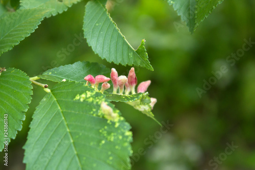 Gall caused by bladder-gall mite or Vasates quadripedes on green leaf photo