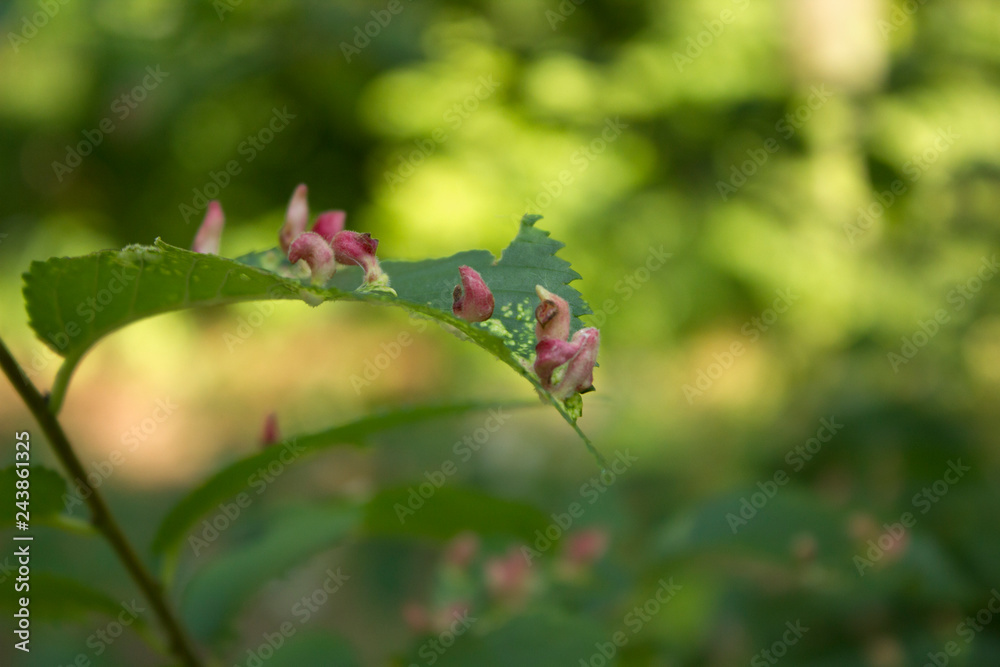 Tree leaves disease. Gall caused by bladder-gall mite or Vasates quadripedes on green leaves Tree leaves disease. Gall caused by bladder-gall mite or Vasates quadripedes on green leaves