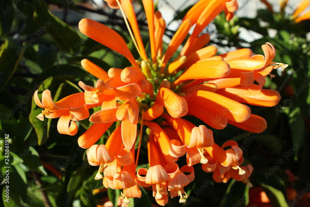 Orange Blüte als Hängepflanze im Garten Orange Blüte als Hängepflanze im Garten