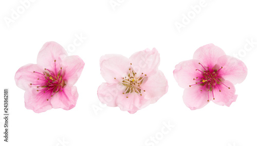 Fototapeta Sakura kwiaty na białym tle