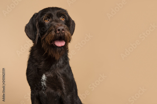 Portrait of a Cesky Fousek dog looking away on a sand colored background in a horizontal image