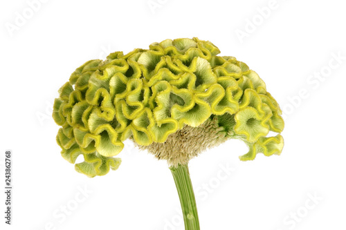 Green cockscomb flower on white background. photo