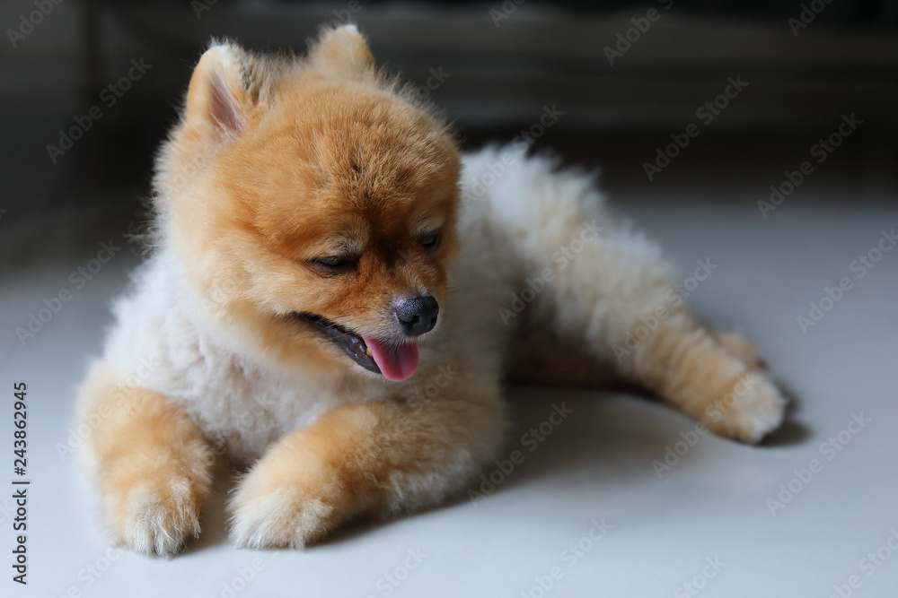 small dog pomeranian cute pets smile laying in home