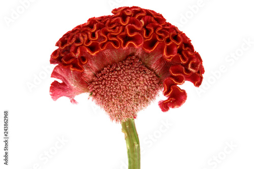 Red cockscomb flower on white background.
