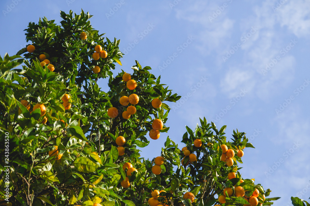 Detail of orange tree full of oranges Detail of orange tree full of oranges