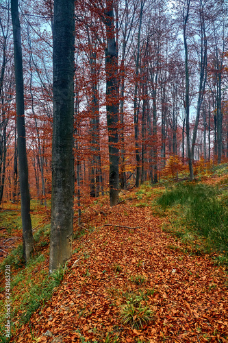 Fototapeta Naklejka Na Ścianę i Meble -  A beautiful mysterious view of the forest in the Bieszczady mountains (Poland) on a misty autumn day