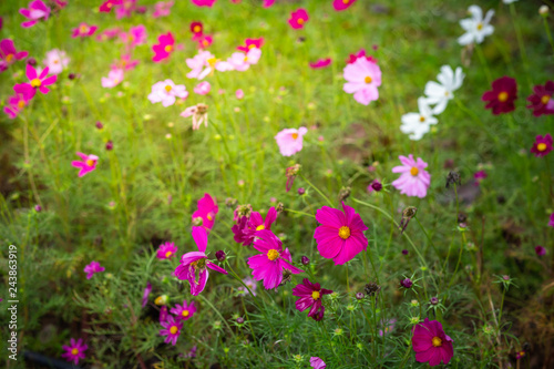 Colorful flower garden with afternoon sun