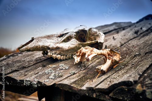 Skulls of wild animals lying on the roof of mountain hut with the name 