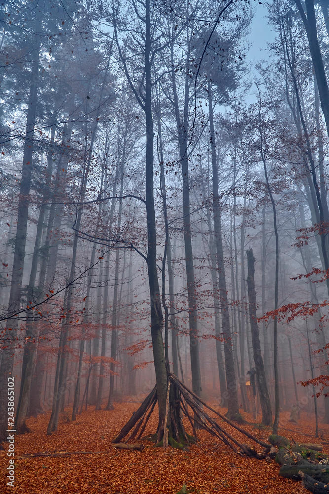 A beautiful mysterious view of the forest in the Bieszczady mountains (Poland) on a misty autumn day