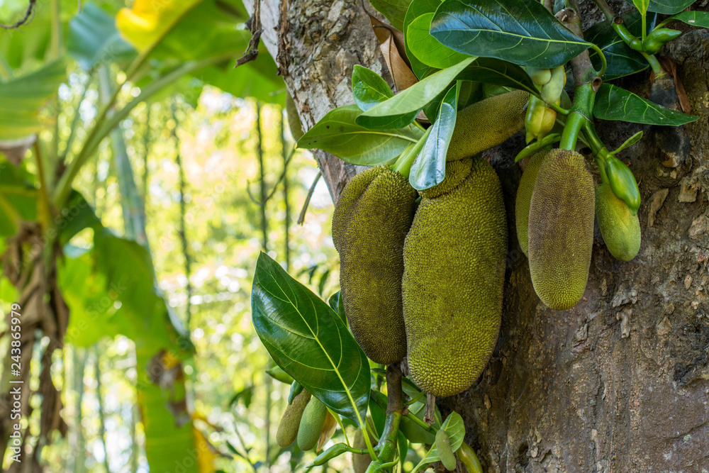 Plenty of tropical green jackfruits on the tree in the garden Plenty of tropical green jackfruits on the tree in the garden