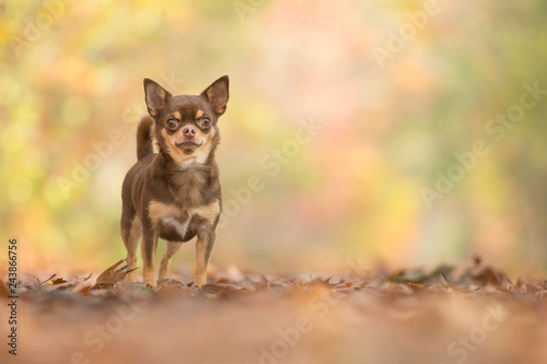 Pretty standing chocolate chihuahua dog seen from the front in a autum forest