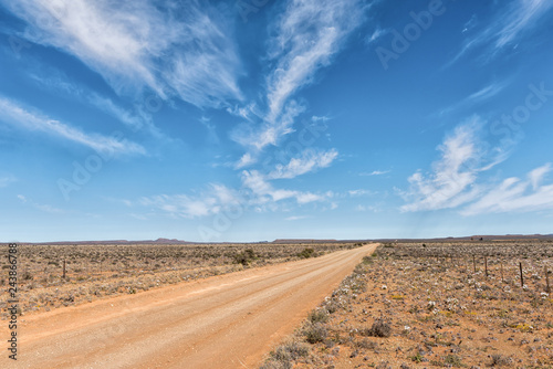 Road landscape with white wildflowers near Williston