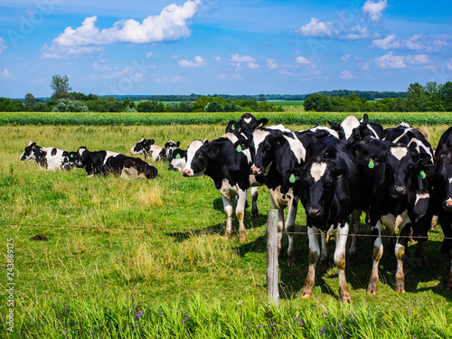 A herd of black and white cows.