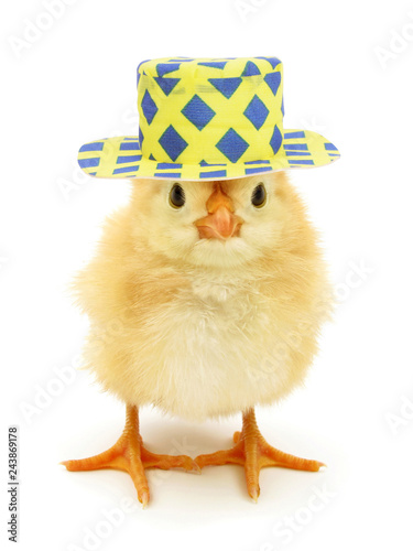 Chick with funny hat