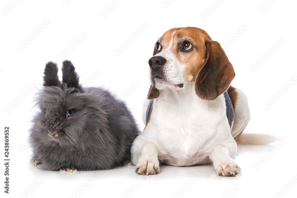 Dog with rabbit isolated on white StockFoto Adobe Stock