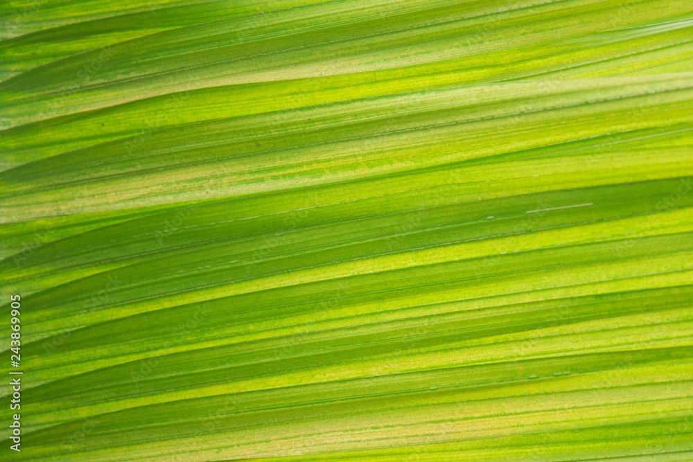 Abstract green palm leaf background Abstract green palm leaf background