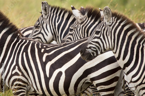 Fototapeta Naklejka Na Ścianę i Meble -  Zebras in the Serengeti - Tanzania
