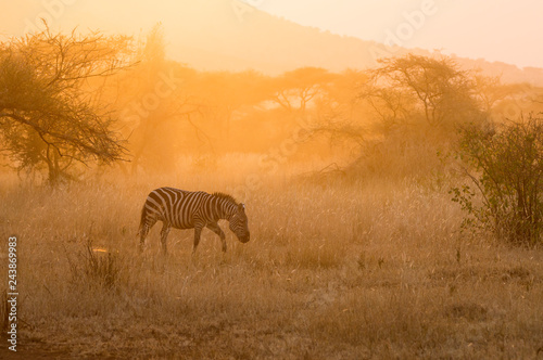 Zebra running in the fields at sunset - Serengeti, Tanzania. © Danny