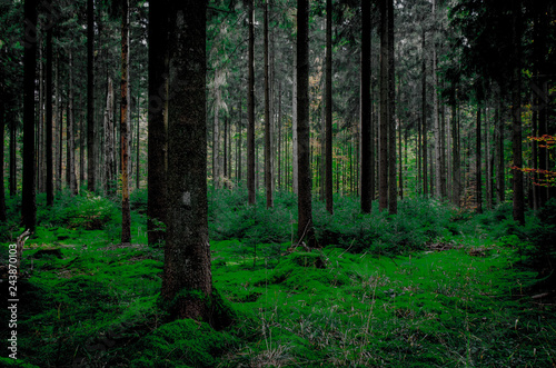 Wald mit grünem frischen Moos - Schwarzwald
