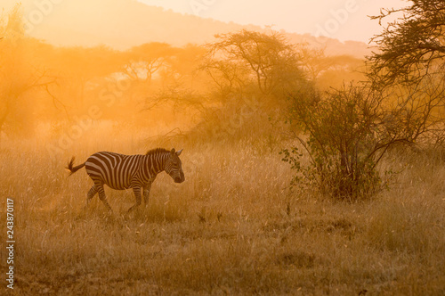 Zebra running in the fields at sunset - Serengeti  Tanzania.