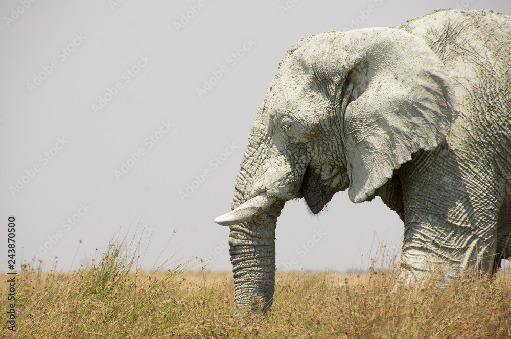Naklejka premium A giant bull elephant - Etosha - Namibia.